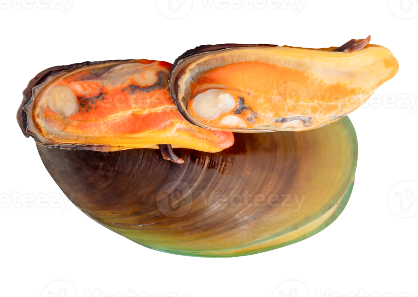 Side view of three cooked green mussels in meat and shell in pile isolated with clipping path in file format png