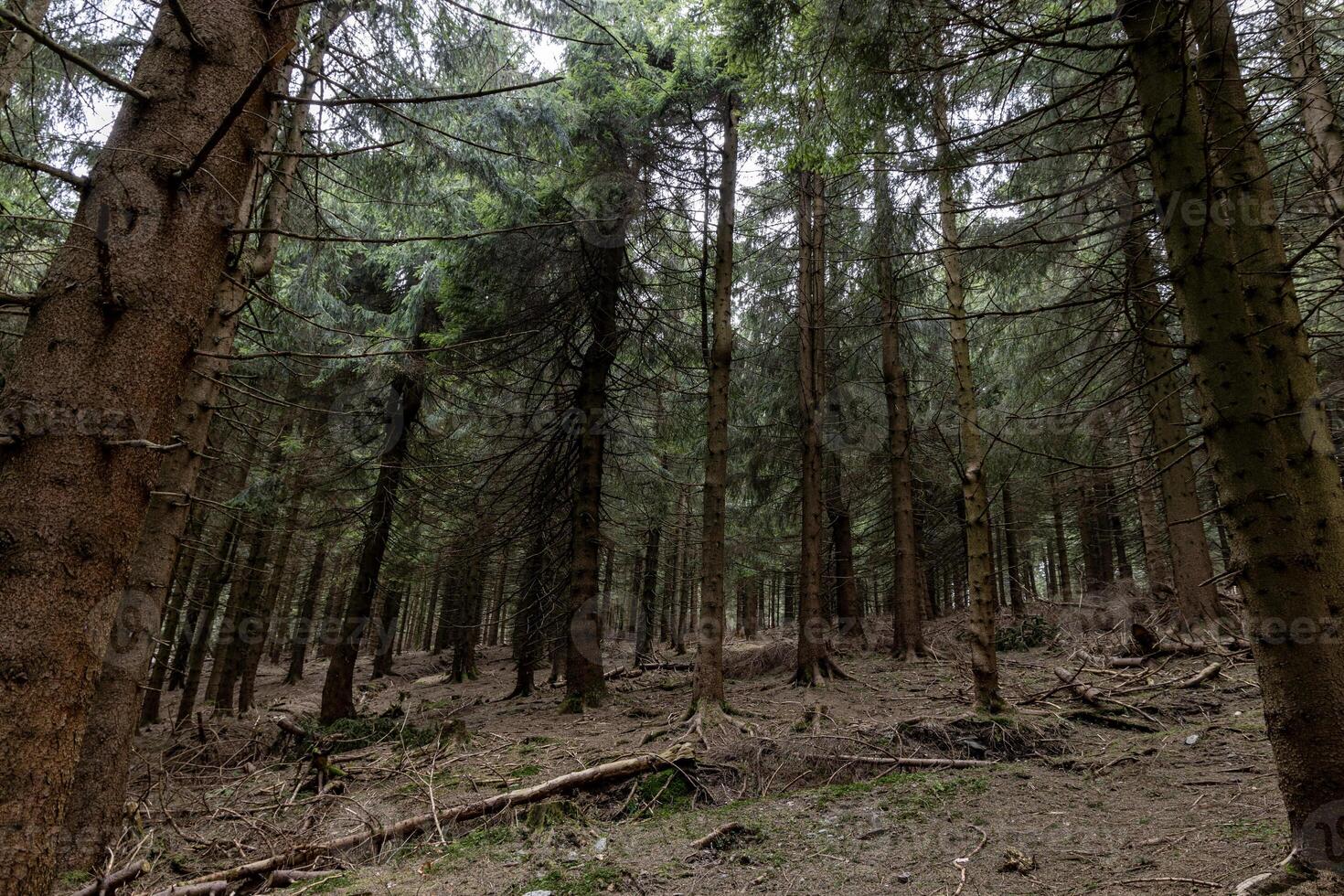 Pine mountain forest, trees growing on the eastern slopes of the Sudeten Mountains in the Czech Republic and Poland. Landscape photo