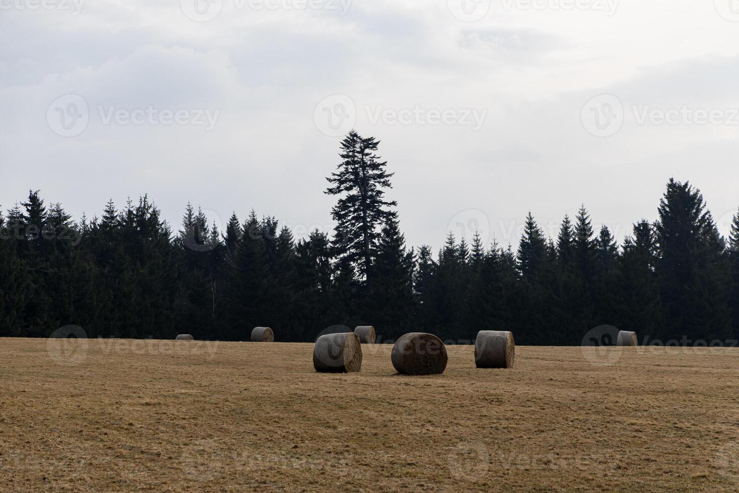 Stacks of hay on a field. Eastern Sudetes on the border of Poland and the Czech photo