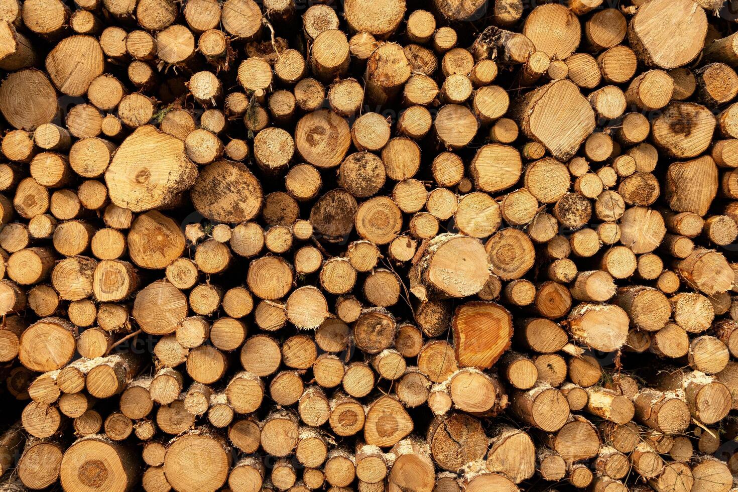 Sawn tree trunks lying end to end in a stack. background. Timber harvesting in Poland photo