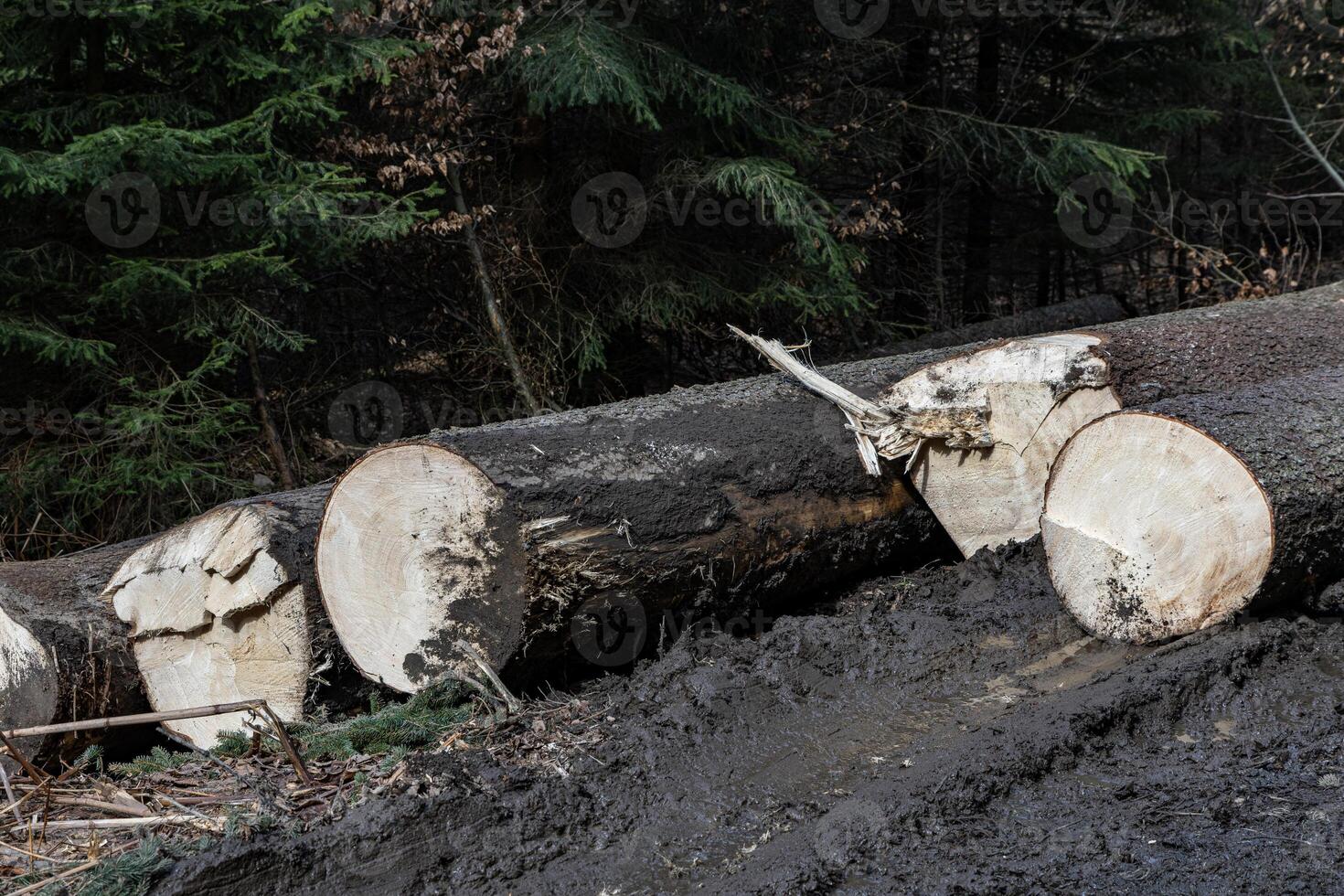 Cut down tree trunks lie along a country road in Poland's Sudeten Mountains photo