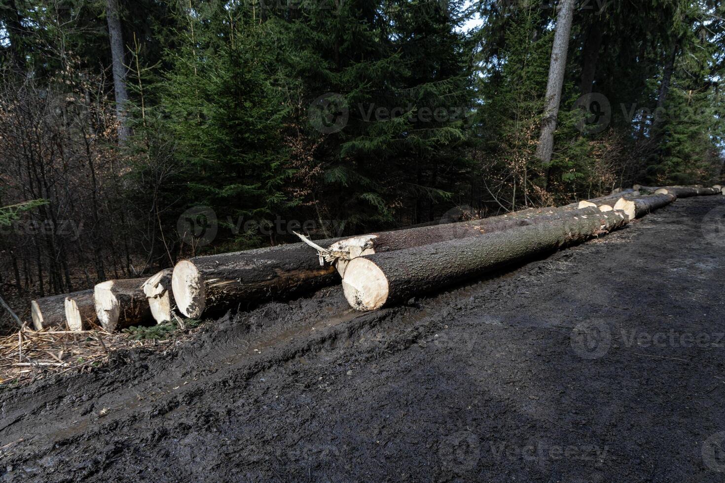 Cut down tree trunks lie along a country road in Poland, Sudeten Mountains photo