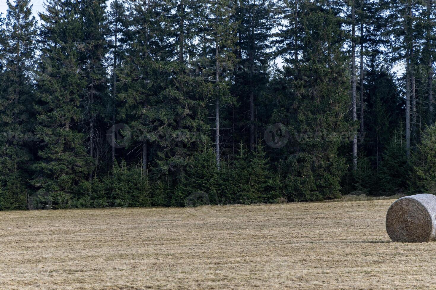 Stacks of hay on a field, Eastern Sudetes on the border of Poland and the Czech Republic. photo