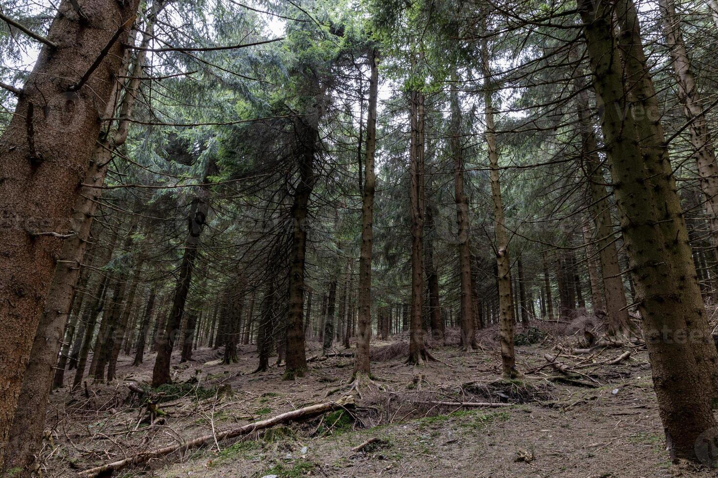 Pine mountain forest trees growing on the eastern slopes of the Sudeten Mountains in the Czech Republic and Poland. Landscape photo