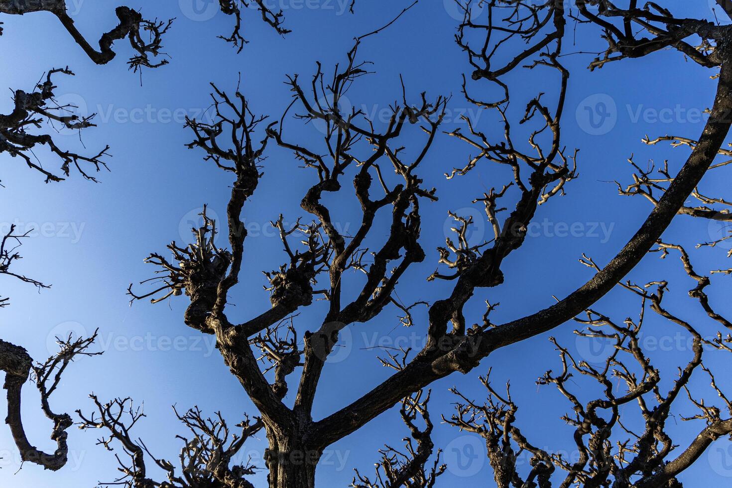 Crooked branches of trees without leaves against blue sky. Spring background. photo