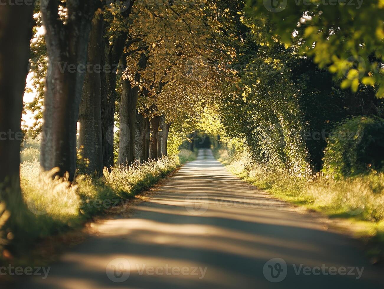 A serene, tree-lined road creates a peaceful atmosphere, with sunlight filtering through the leaves, inviting exploration. photo
