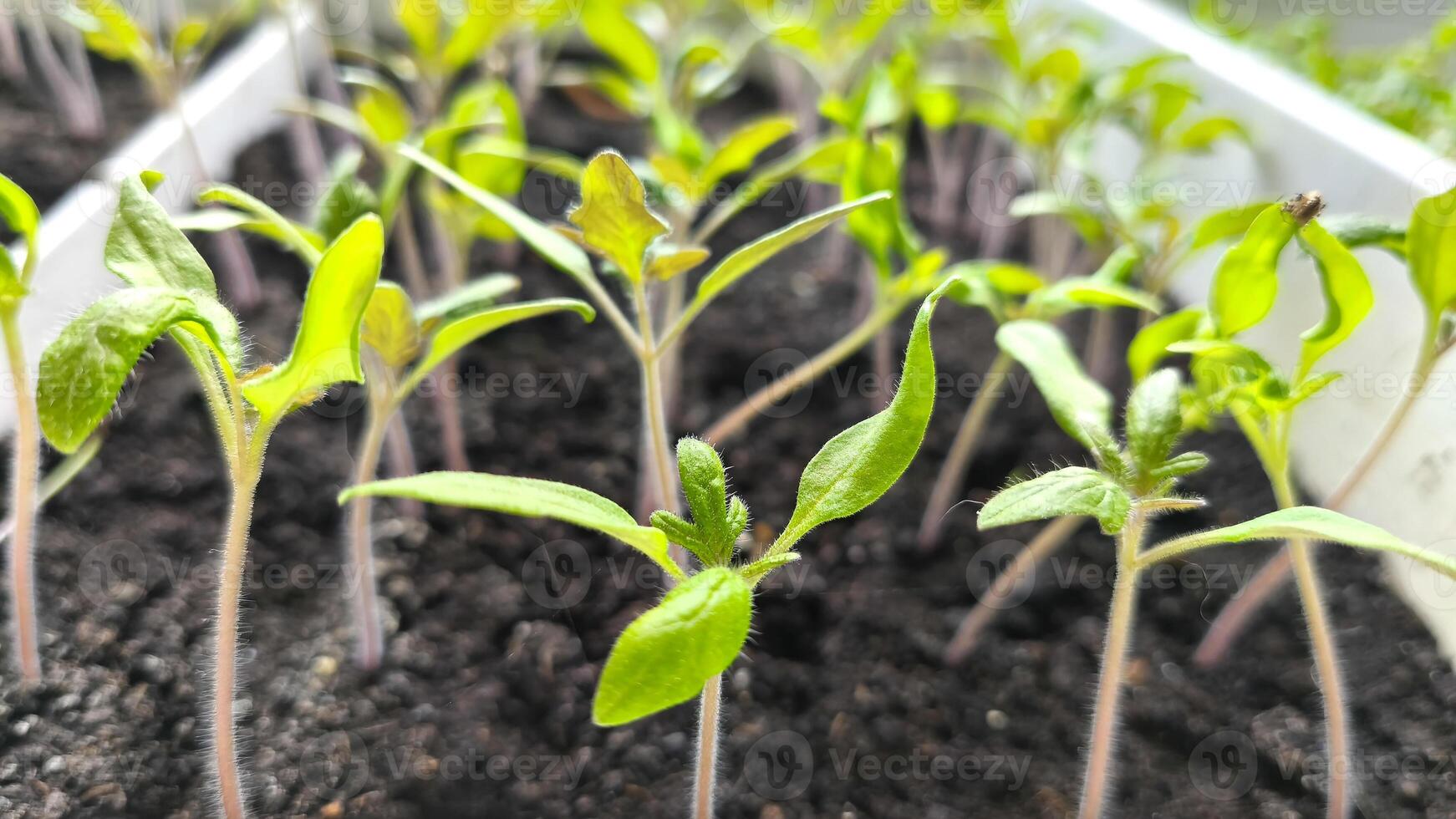 Tomato seedlings in a plastic container on a windowsill. Young plants are waiting to be planted in the soil in the garden. Farming and agriculture concept photo