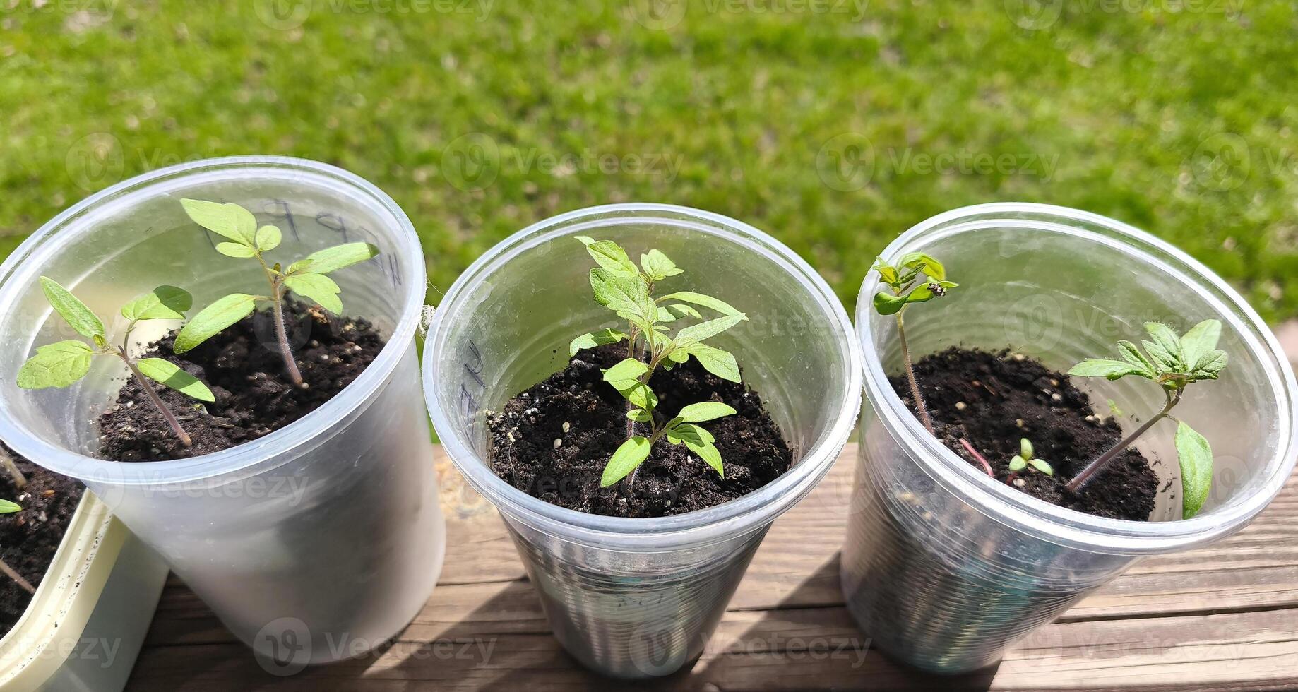 Set of three plastic transparent cups with soil and garden seedlings. Green young tomato sprouts. Farming and agriculture concept photo