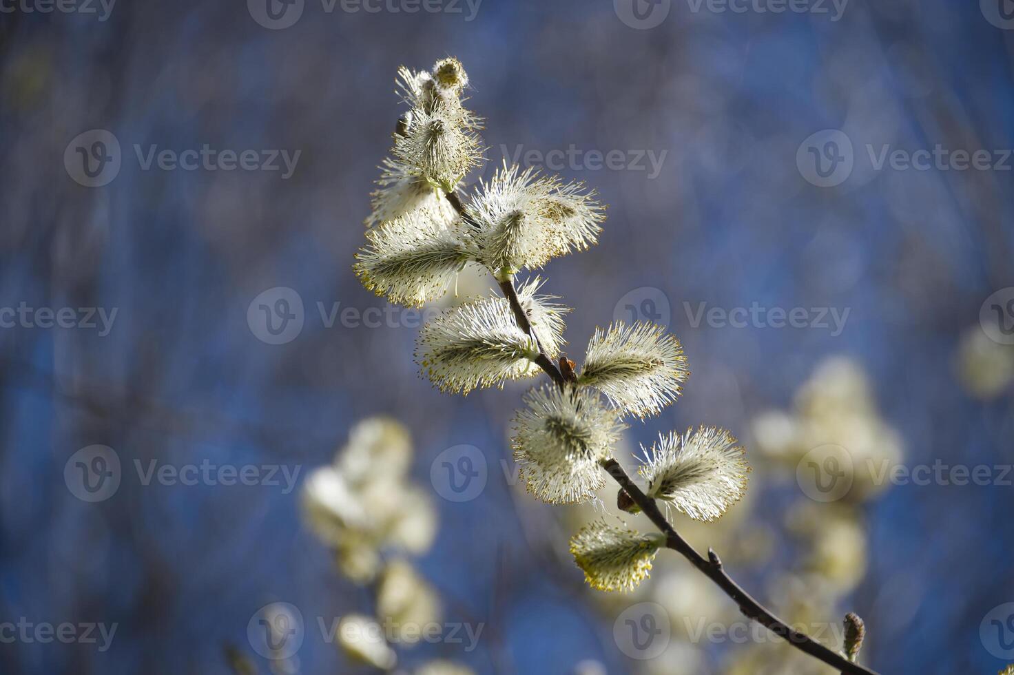 A beautifully lit willow branch displaying its soft, delicate catkins against a blue backdrop. photo