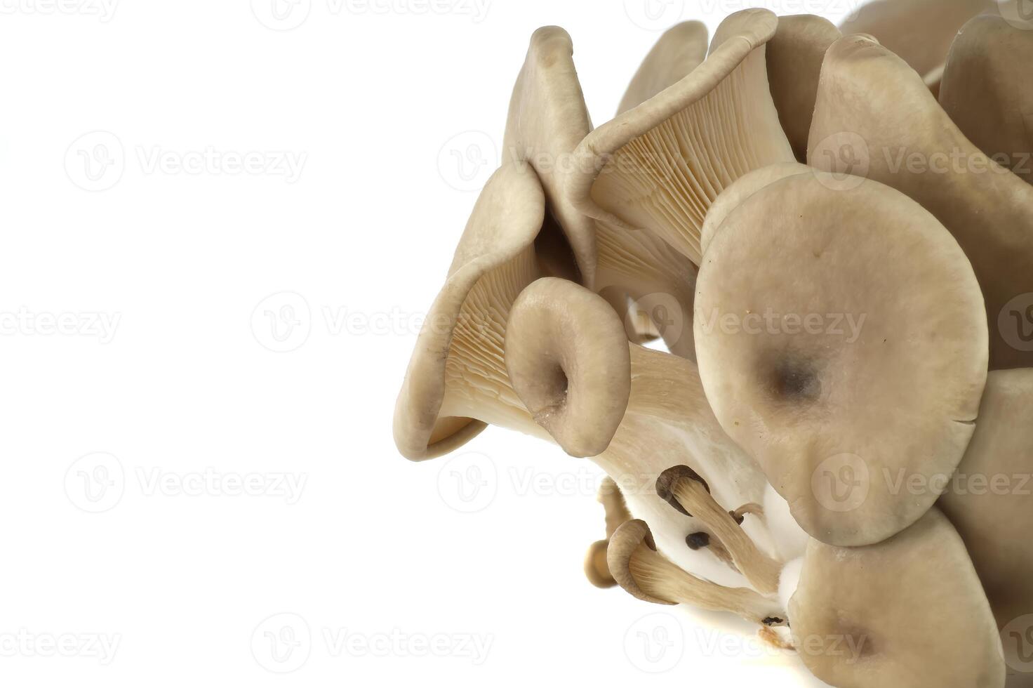 Close-Up View of Oyster Mushrooms Showcasing Their Unique Gills and Textures photo