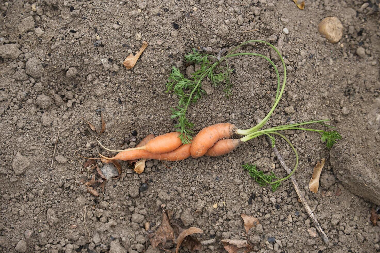 Unique twisted carrot in natural garden setting. photo