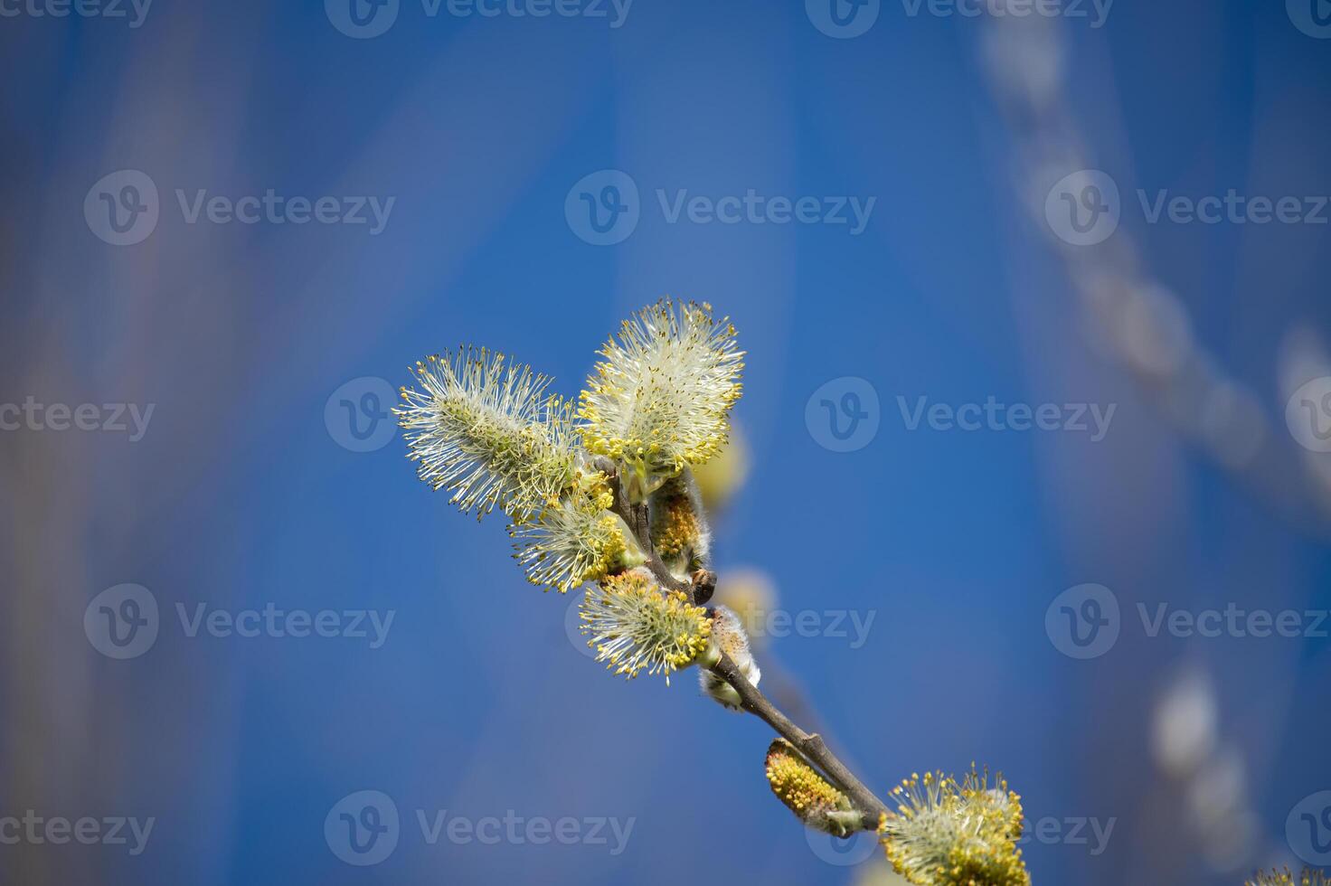 Close-up of blooming willow branches against a clear, vibrant blue sky background. photo