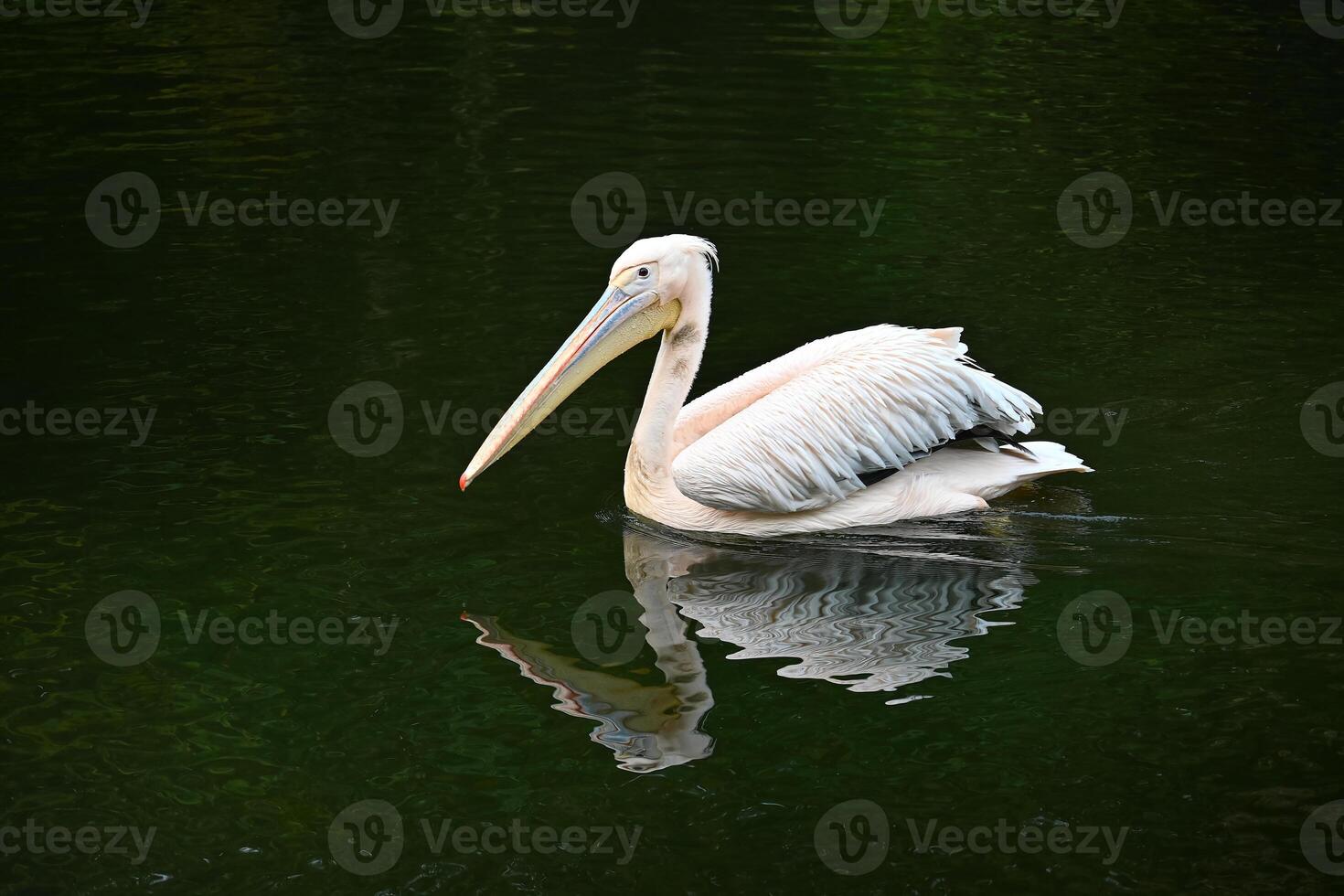 Graceful White Pelican Gliding on Tranquil Lake Waters photo