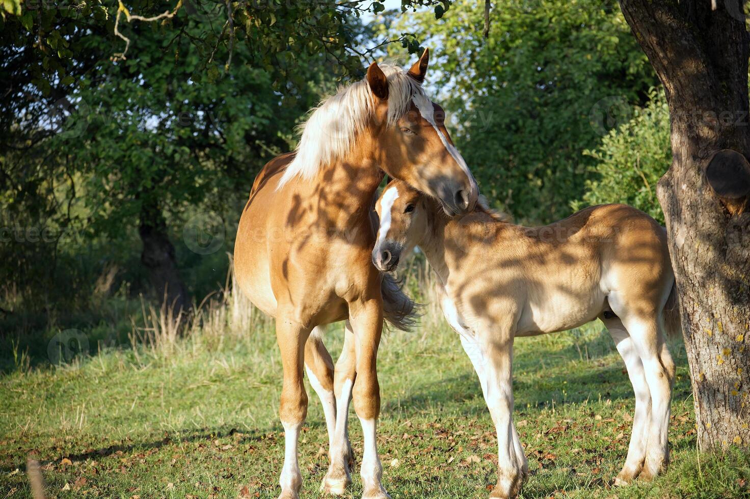 A tender moment of a mother horse and her foal sharing an intimate connection. photo