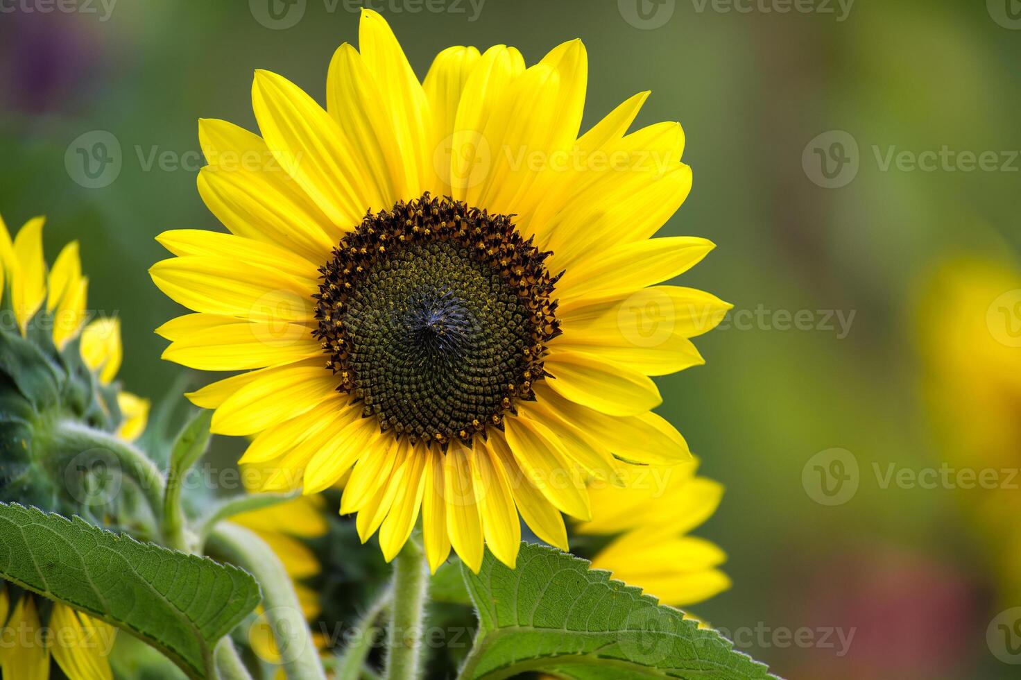 Bright yellow sunflower in full bloom with green leaves photo