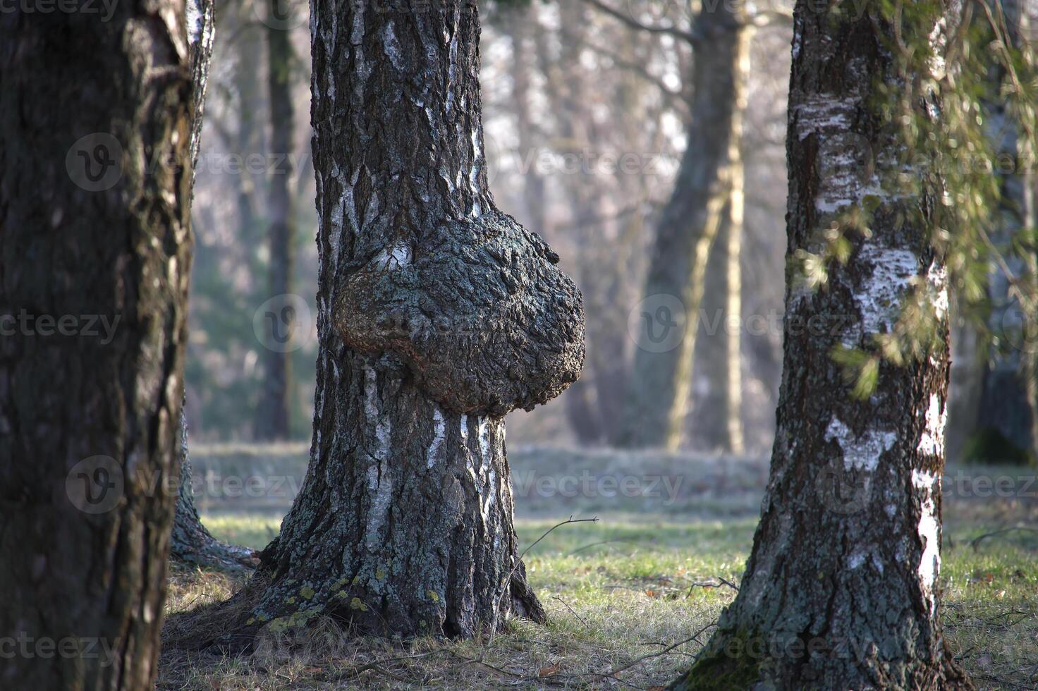 A large burr grows on a birch tree in a forest, illuminated by dappled sunlight during the day. photo