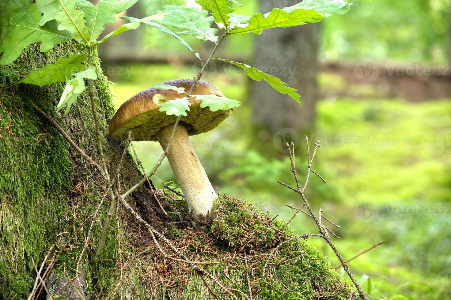 Wild boletus mushroom in vibrant green forest, surrounded by moss photo