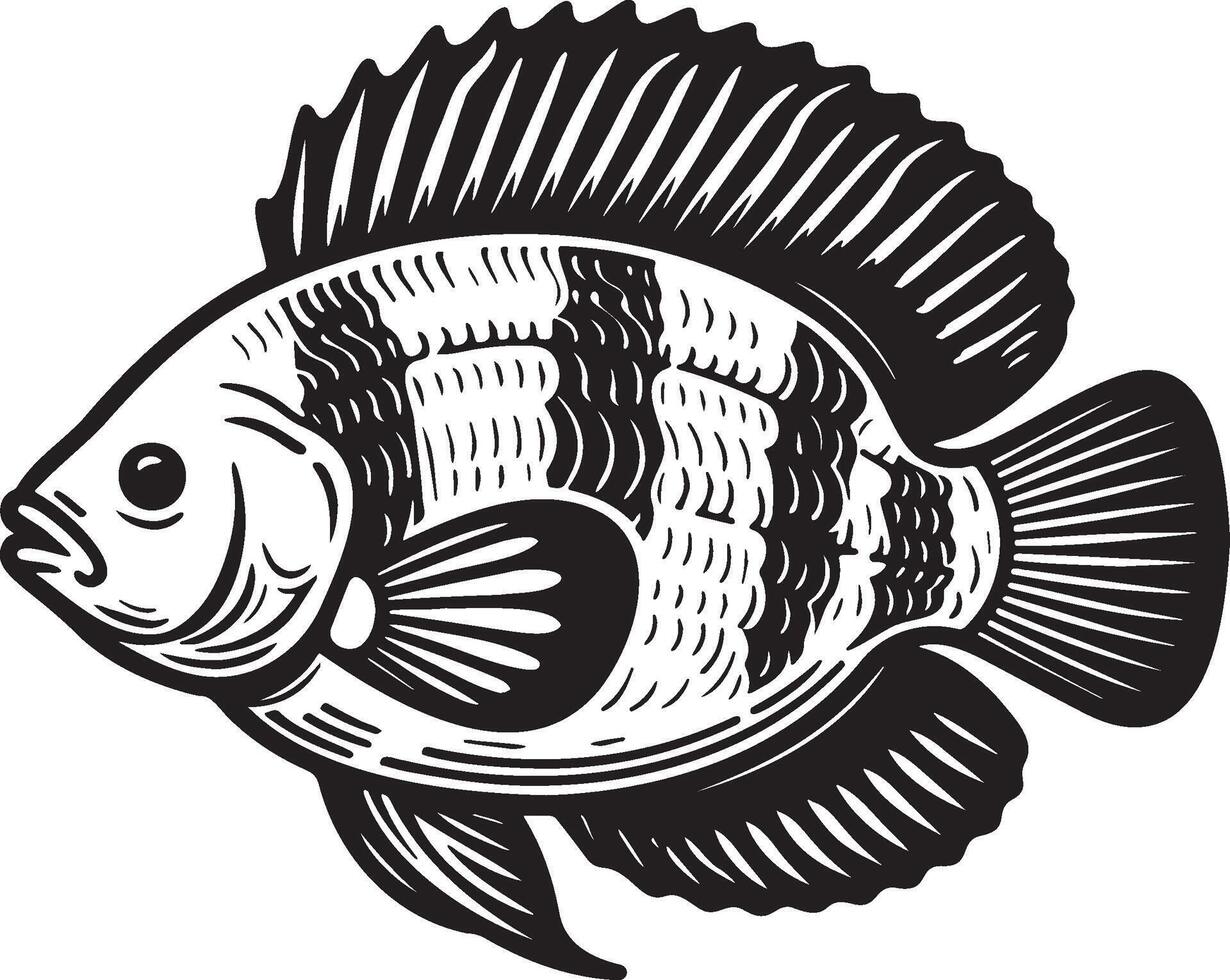 Tilapia Fish Illustration. vector