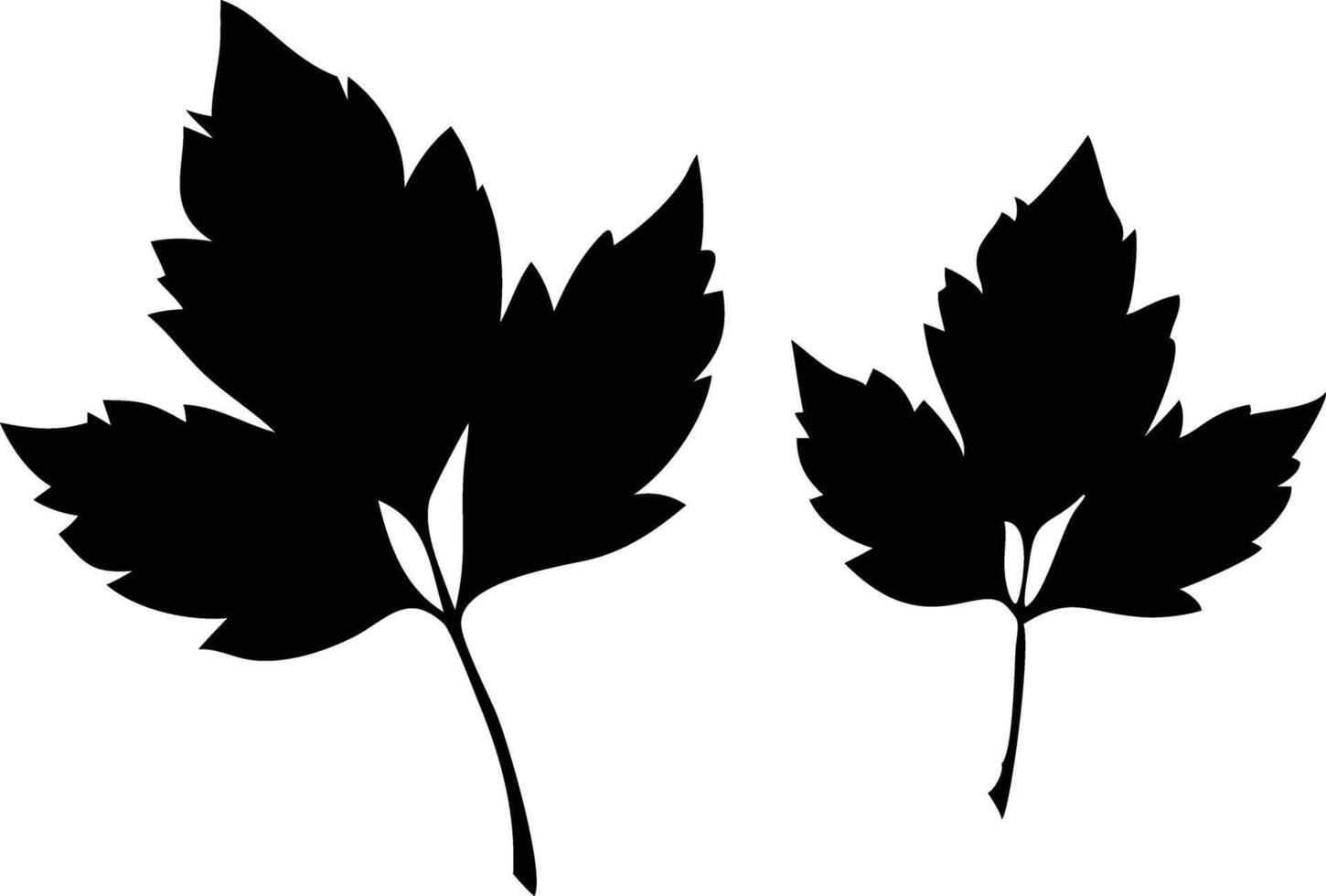 Two Black Leaf Silhouettes on Transparent Background, Nature Leaf Design Elements vector