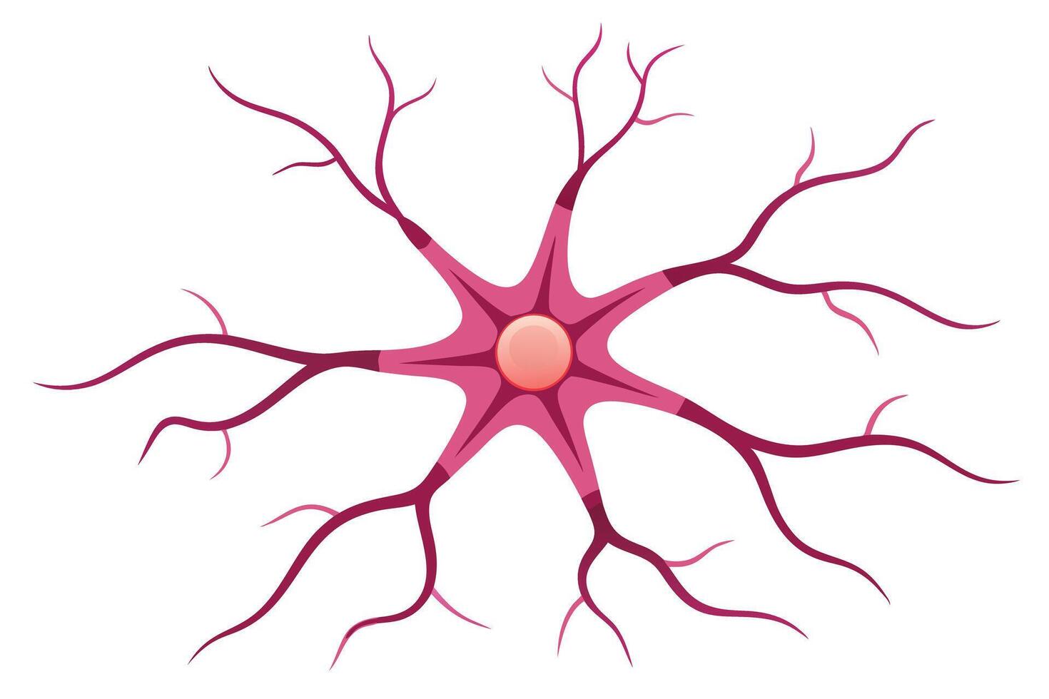 Neuron Cell on White Background with Pink Dendrites and a Circular Nucleus vector