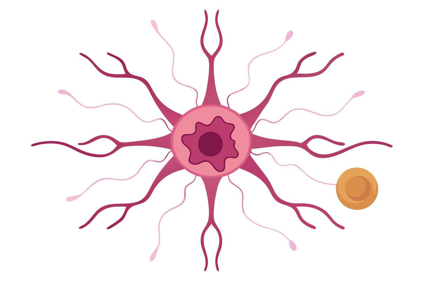 Neuron Cell Body with Dendrites and Axon Hillock on White Background vector