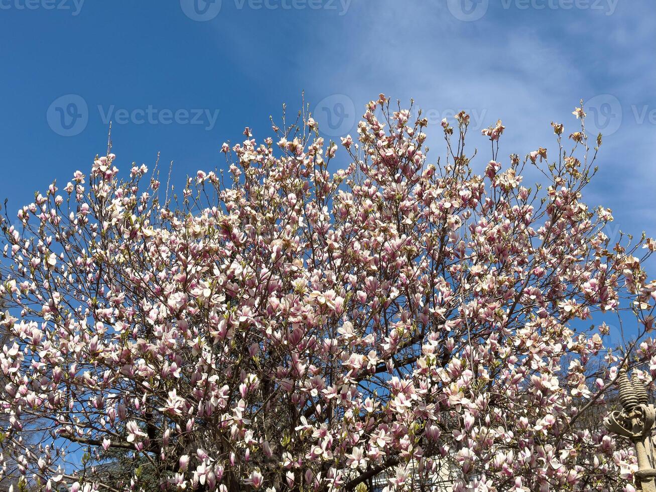 Magnolia tree in full bloom against clear blue sky in spring photo