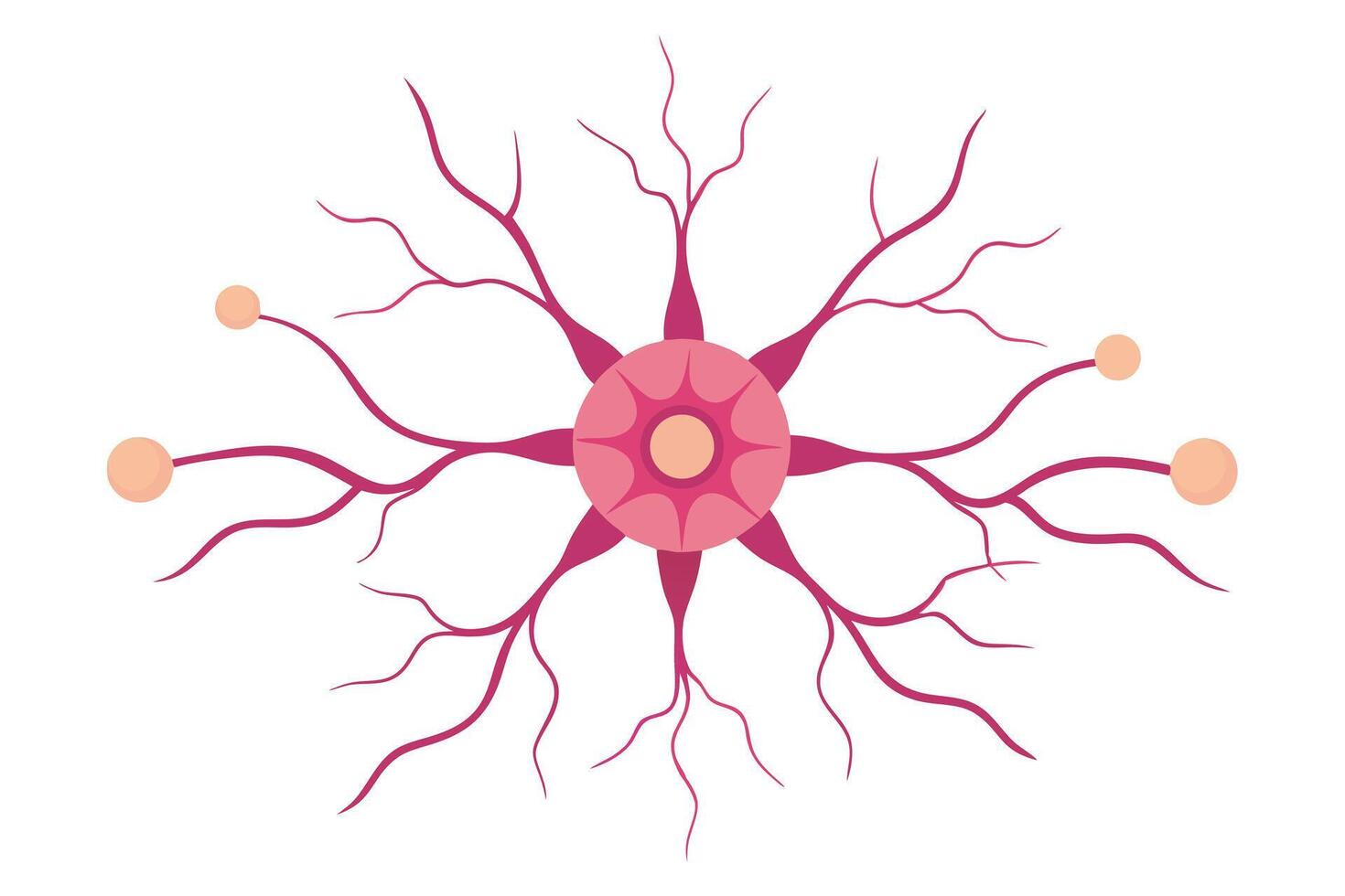 Neuron Cell on White, Pink Cell Body with Nerve Fibers and Spherical Ends vector