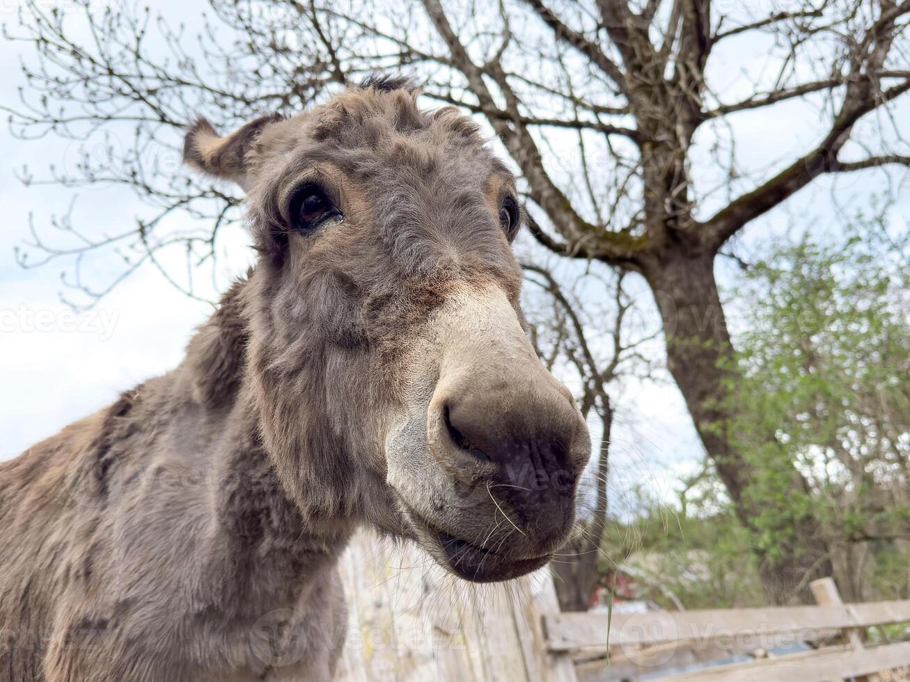 Close-up of a donkey in a rural setting with leafless trees in the background photo