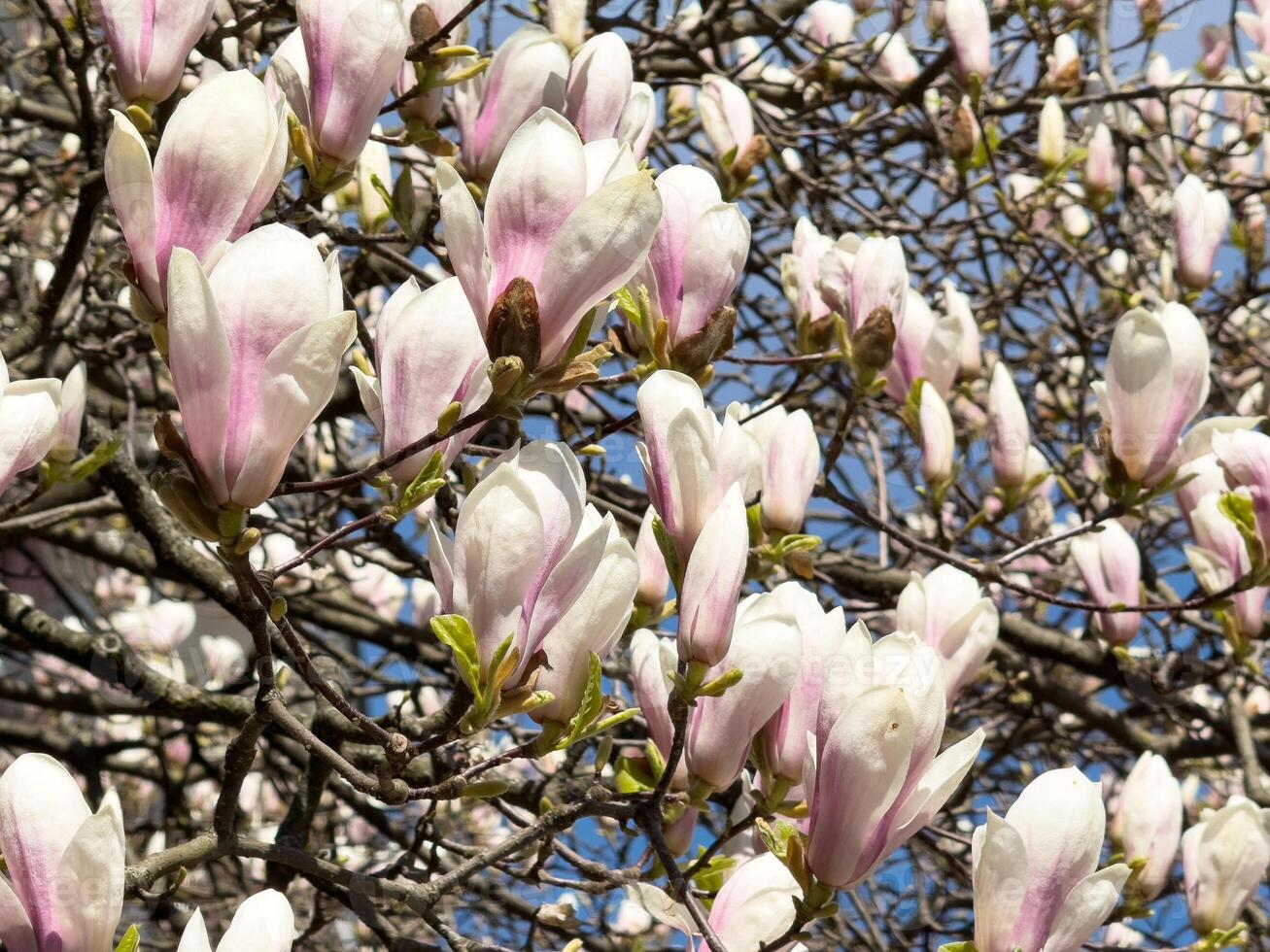 Blooming magnolia tree with white and pink petals on a sunny day photo