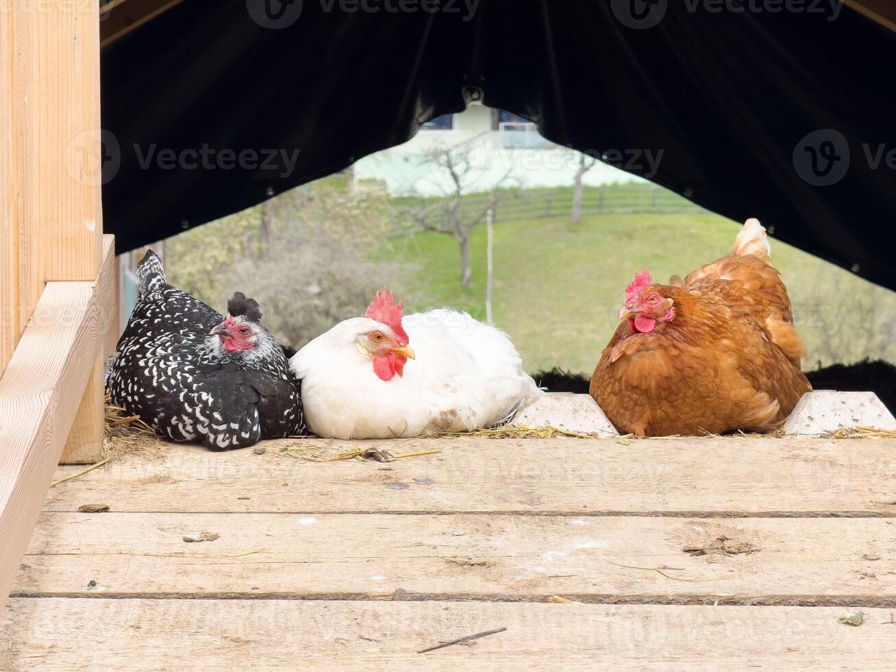 Colorful chickens resting in barn entrance on sunny day photo
