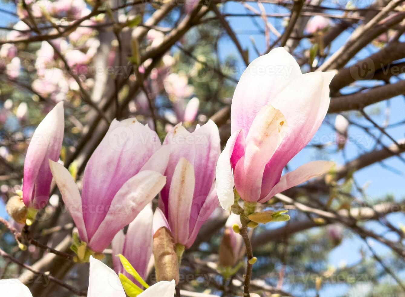 Blooming pink magnolia flowers on tree with blue sky background photo
