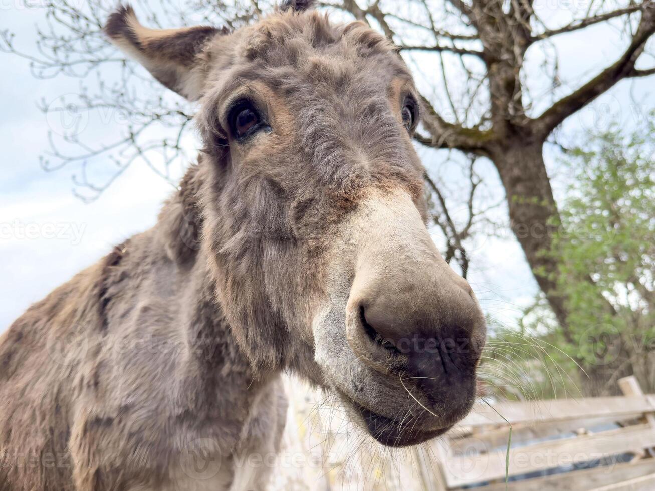 Close-up of curious donkey in rustic farm setting photo
