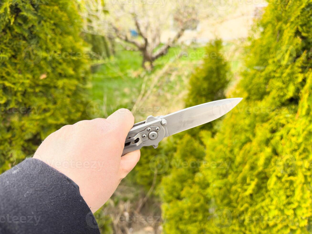 Adult hand holding folding knife in evergreen garden photo