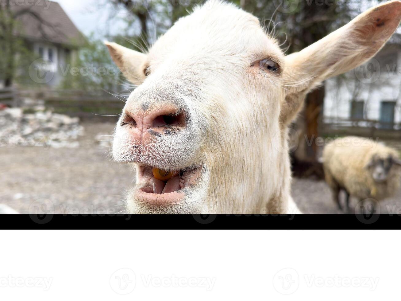 Close-up of a curious goat with open mouth in a farm setting photo