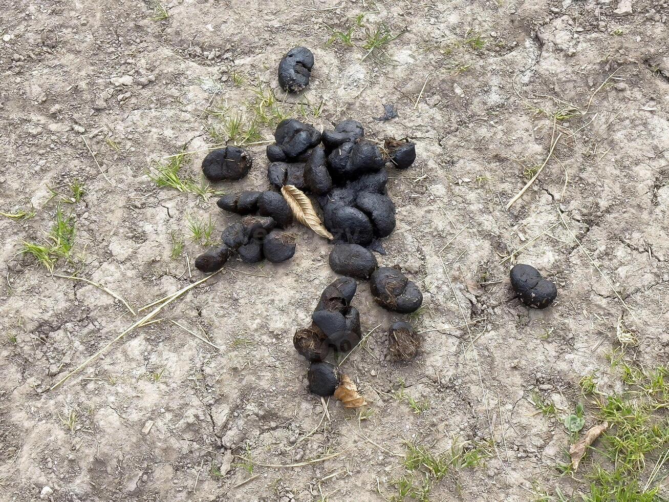 Animal droppings on dirt path with grass and dry leaves photo