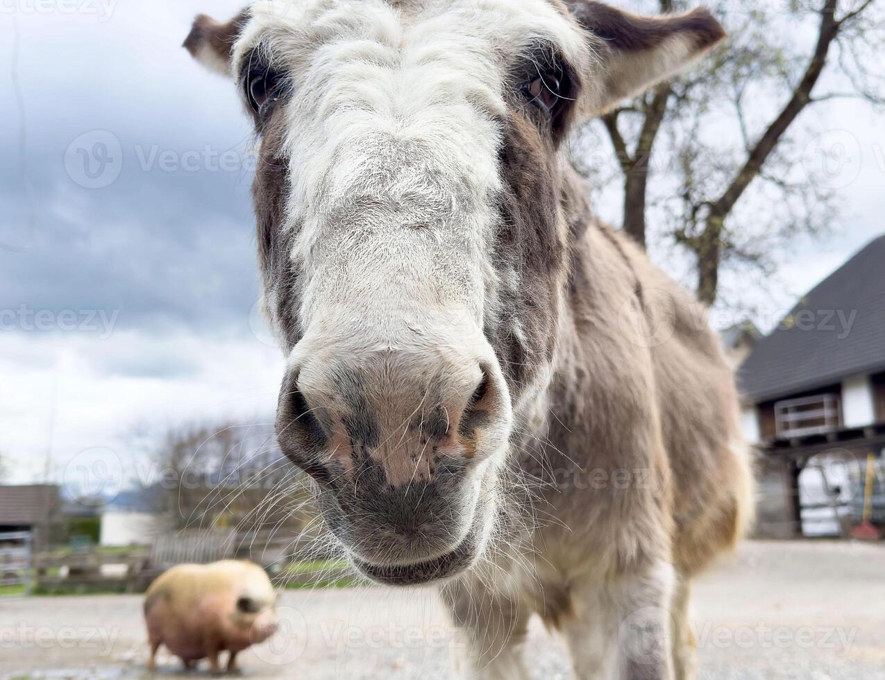 Close-up of a curious donkey with a pig in the background on a farm photo