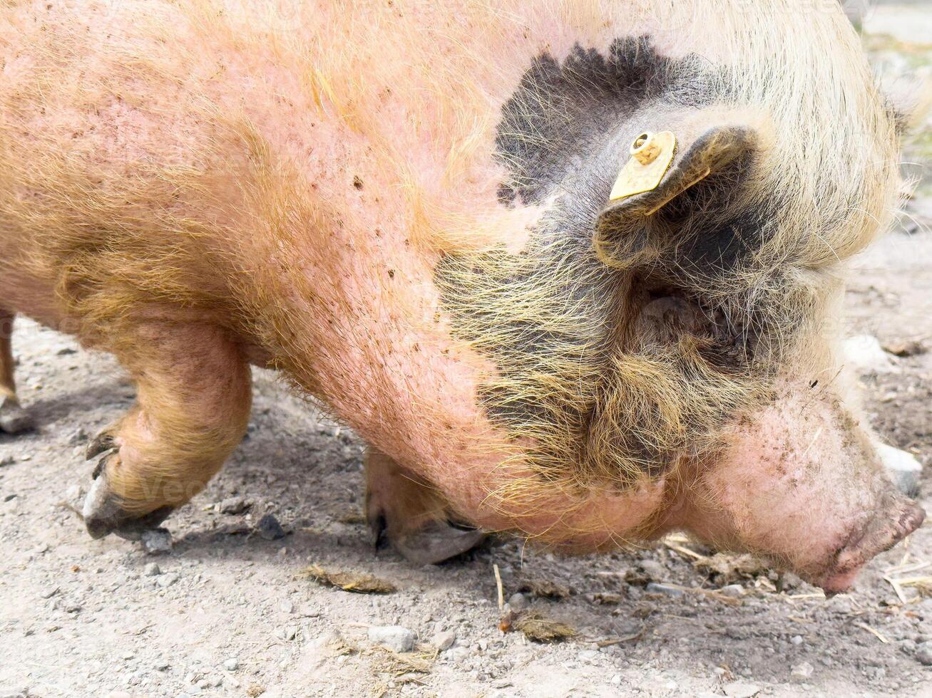 Close-up of a large pig eating in a farm environment photo