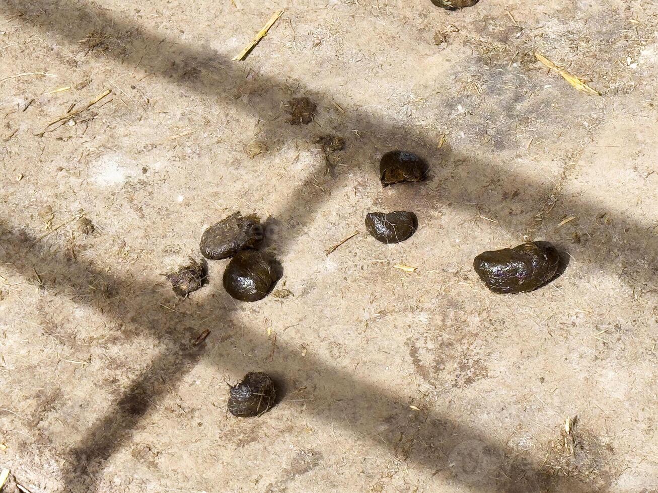 Animal feces on concrete with shadows photo