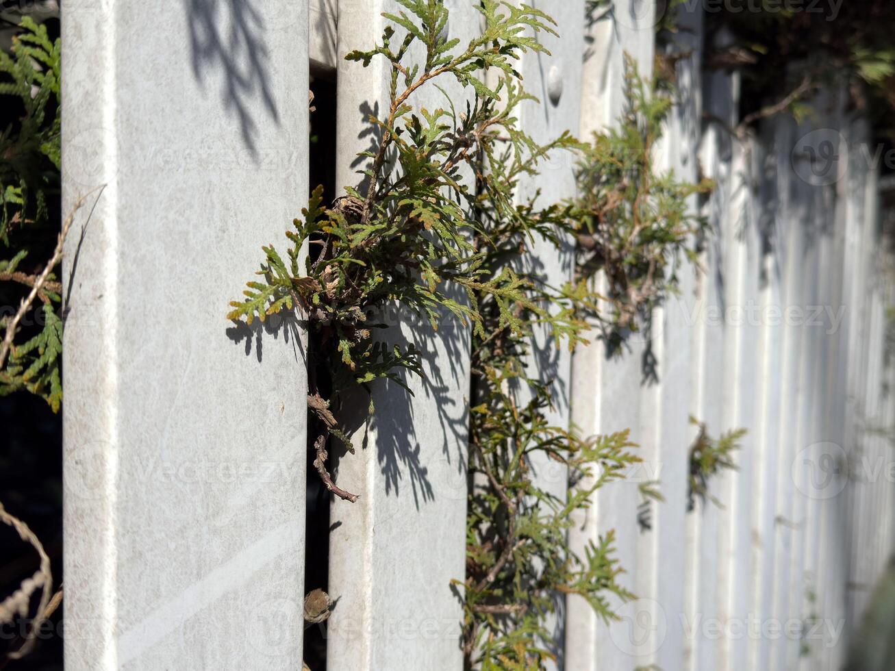 Evergreen vines intertwined through concrete fence in sunlight photo
