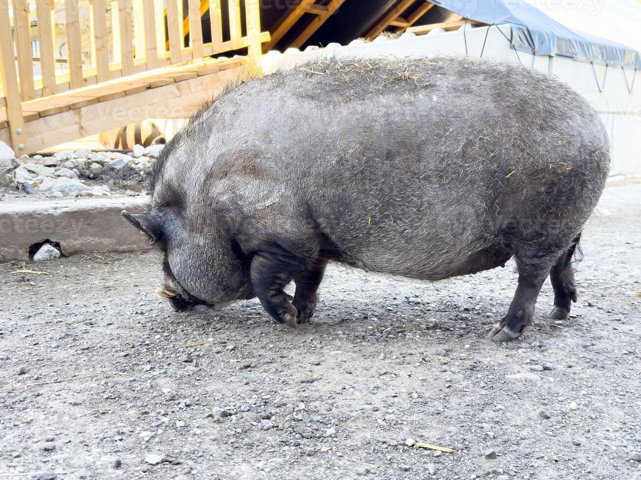 Vietnamese pot-bellied pig foraging outdoors on a farm photo