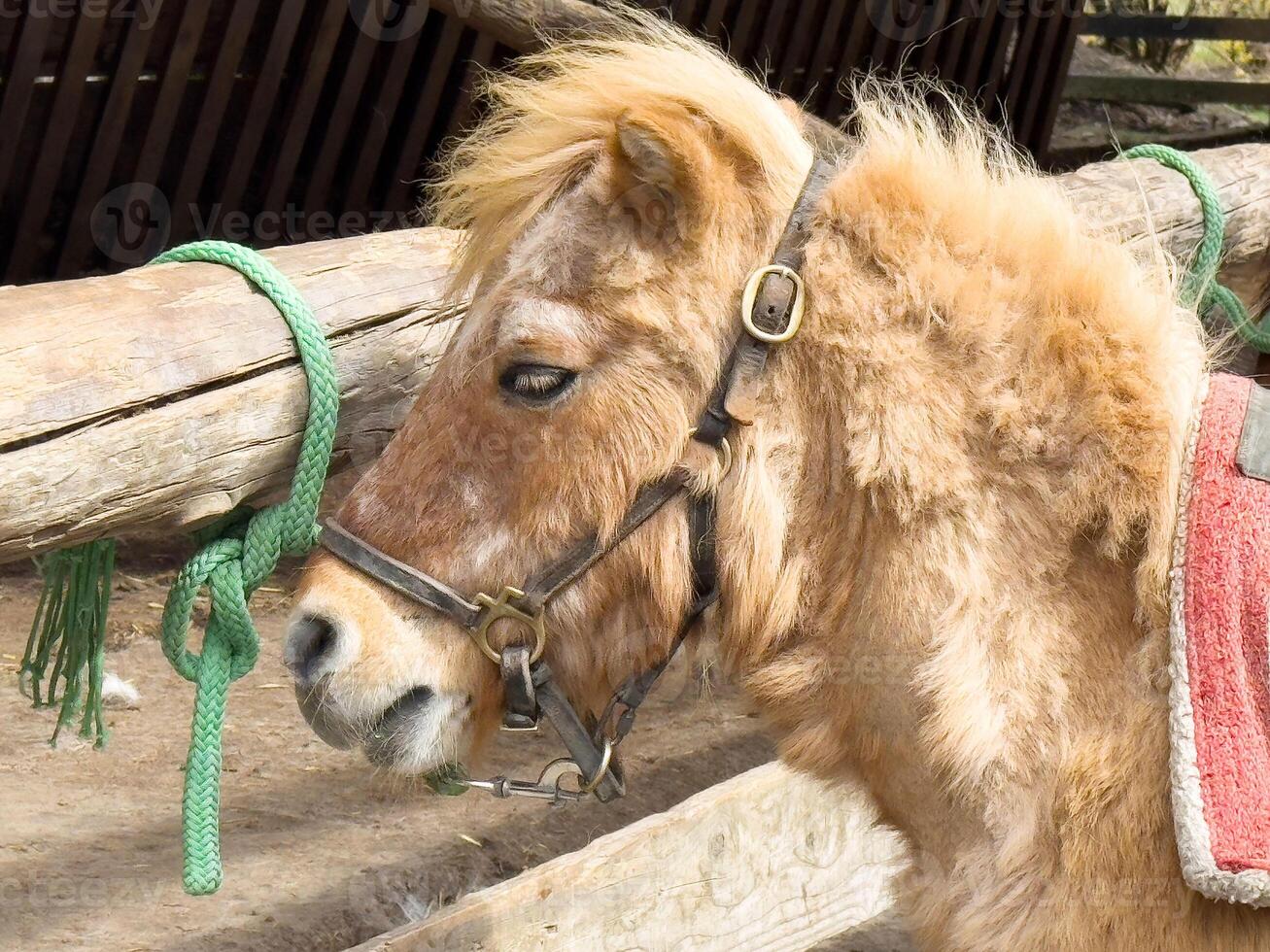 Fluffy brown pony with red saddle resting at farm with wooden fence photo