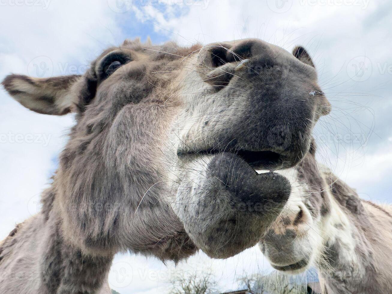 Close-up of curious donkey nuzzling camera with bright blue sky background photo