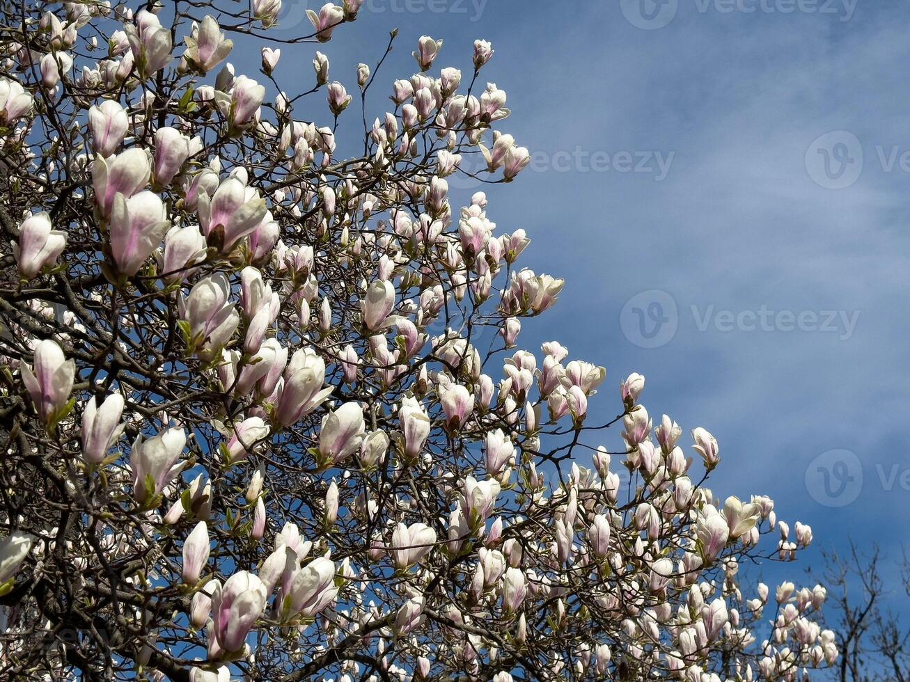 Blooming pink and white magnolia tree against clear blue sky photo