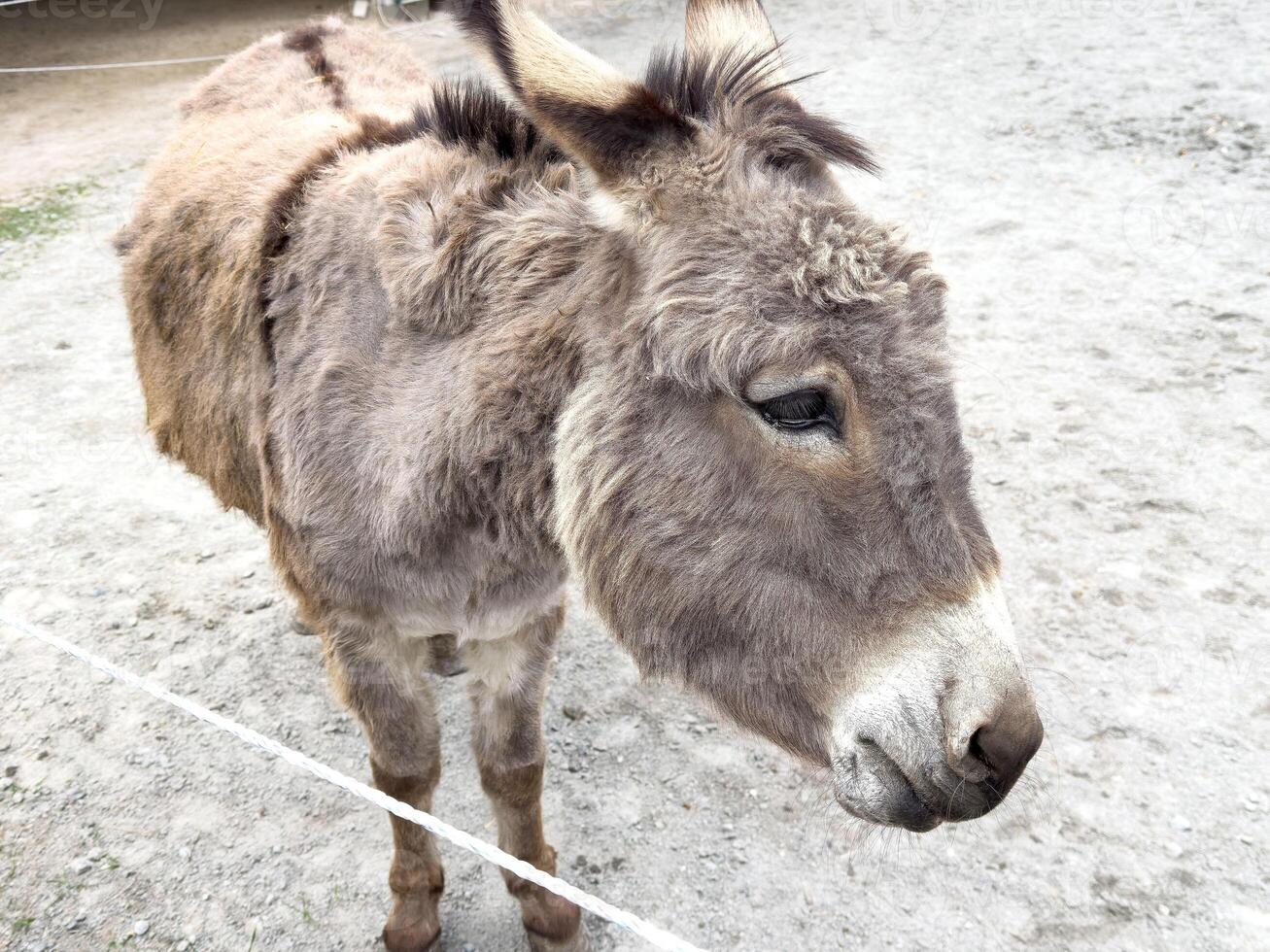 Fluffy gray donkey standing on gravel with alert expression photo