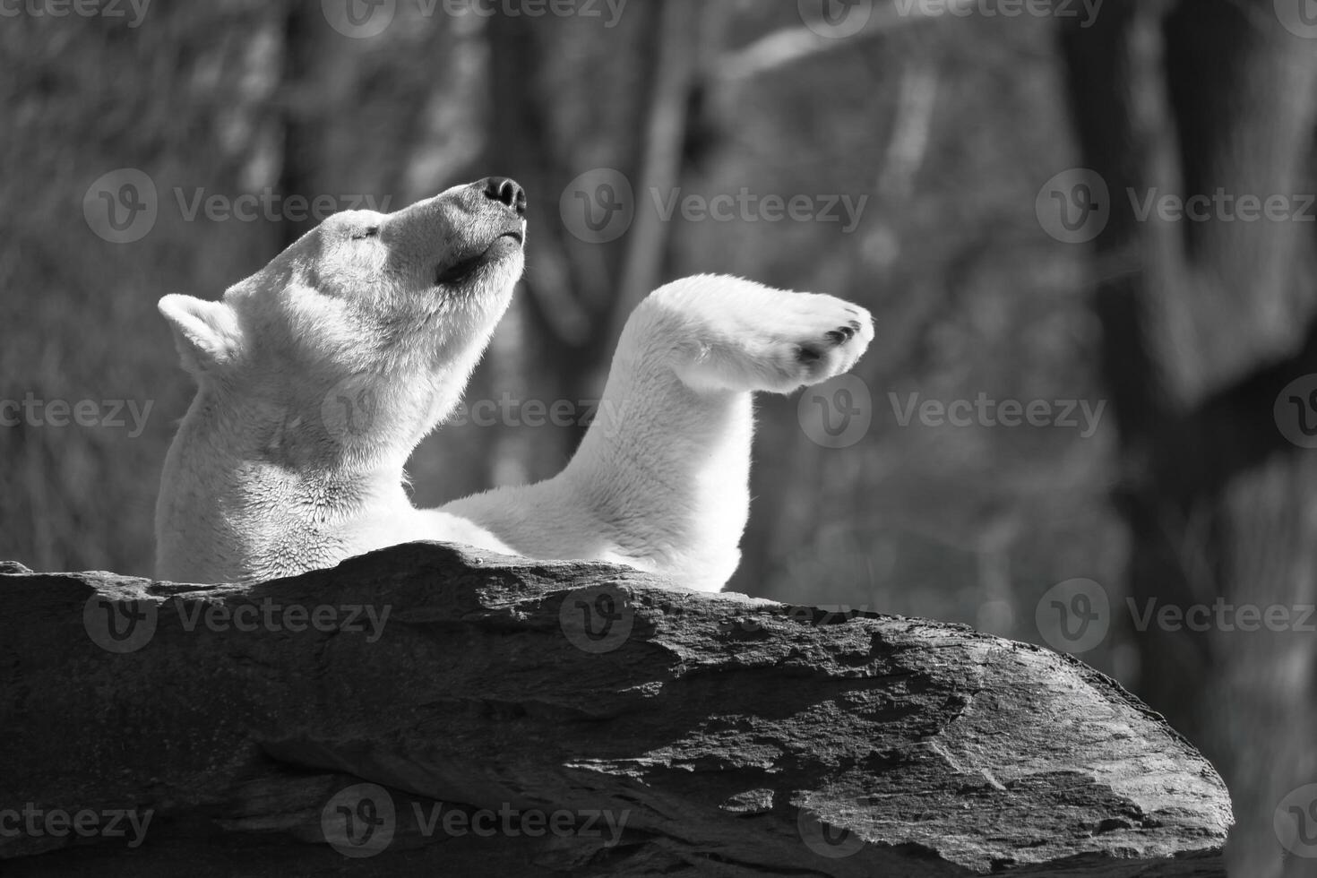 Black and white, a relaxed polar bear lies on a rock and raises a paw in the air photo