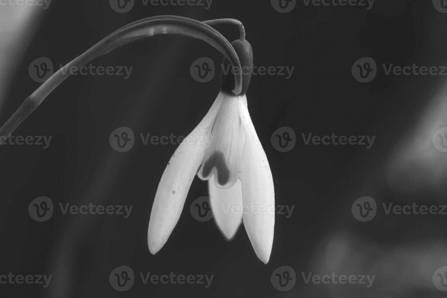 In spring, delicate snowdrops bloom in black white photo