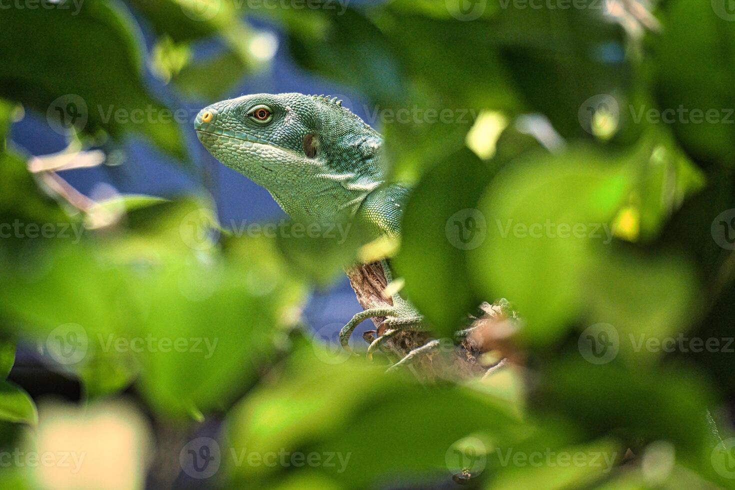 Green iguana, half hidden between tropical leaves. natural photo
