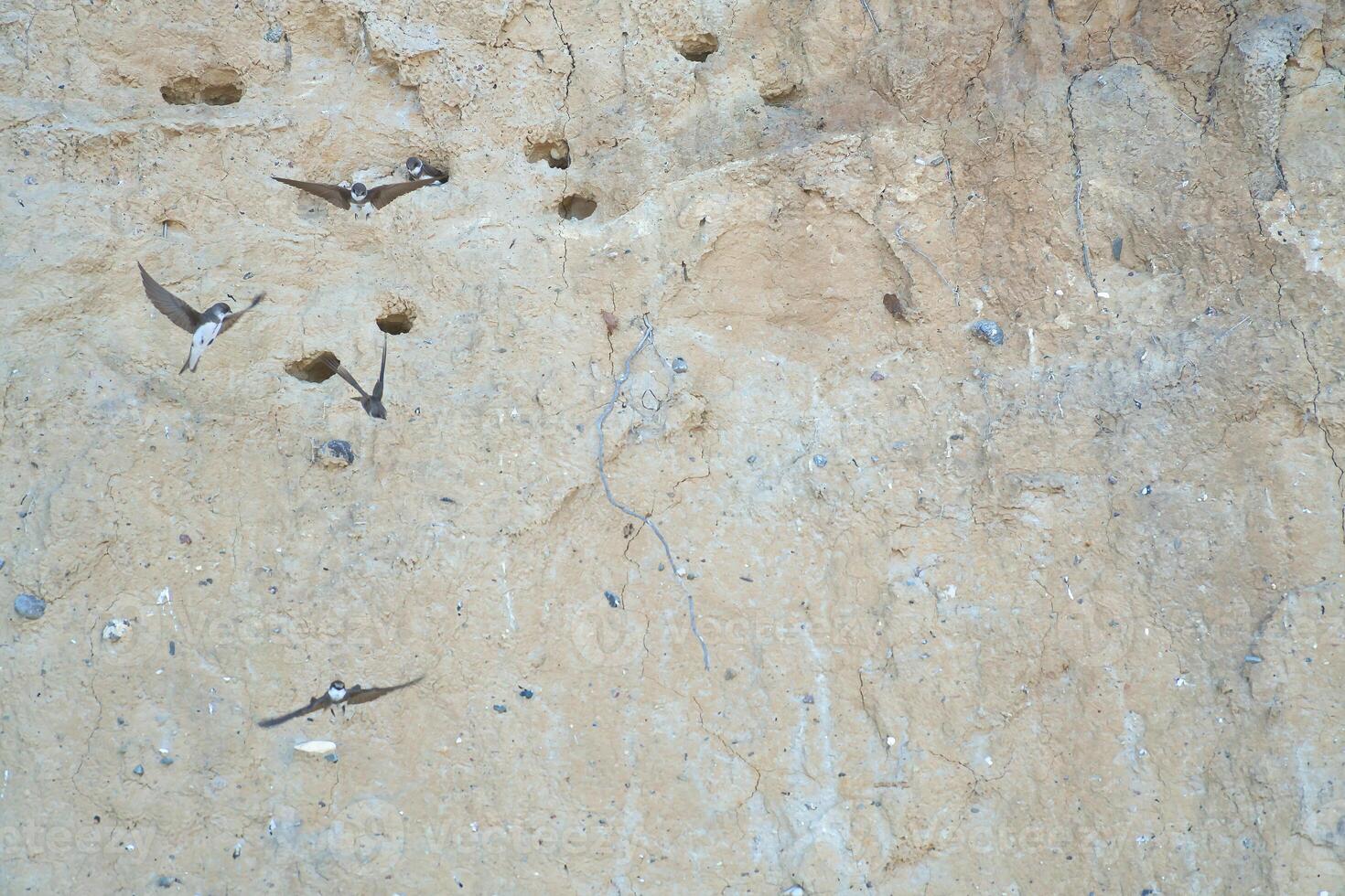 Sand martins fly in front of a sandy cliff face with breeding burrows. Natur photo