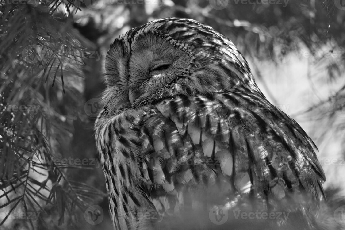 A majestic sleeping eagle owl on a branch, photo