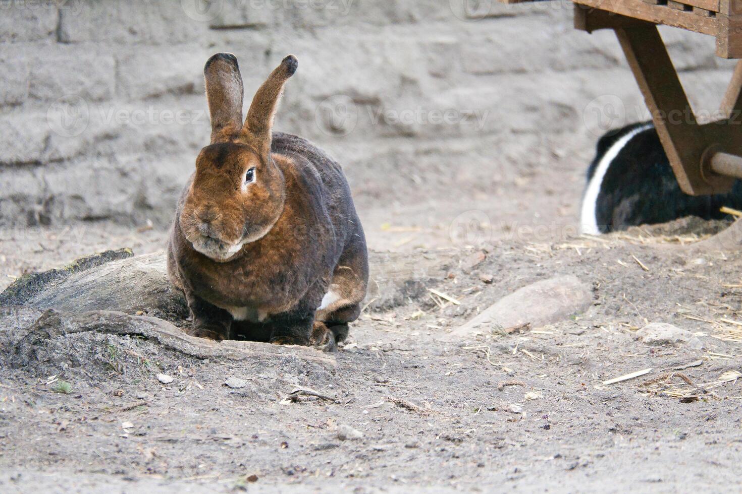 A brown rabbit sits quietly on sandy ground. With its long ears photo